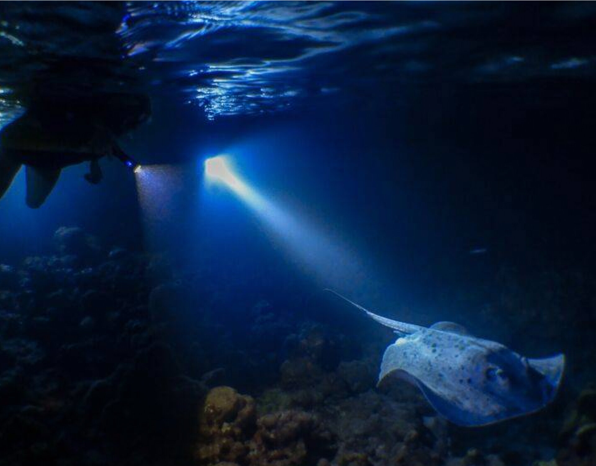Diving with the Maldives Manta Rays of Hanifaru Bay