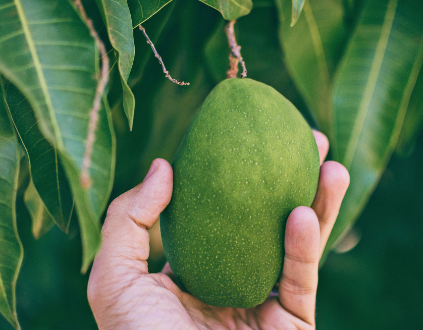 As an Eco-friendly Resort our Mystique Garden, grows fresh produce shown here.